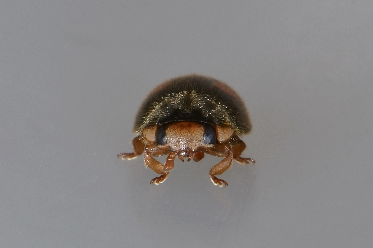 Platynaspis luteorubra? S. Coccinellidae